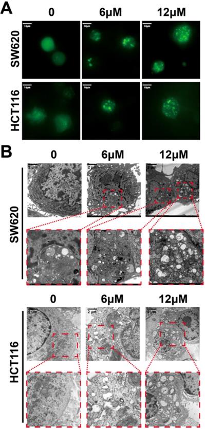 Int J Biol Sci Image