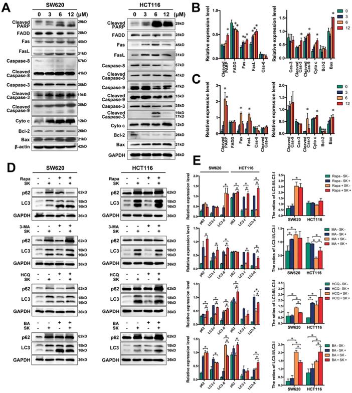 Int J Biol Sci Image