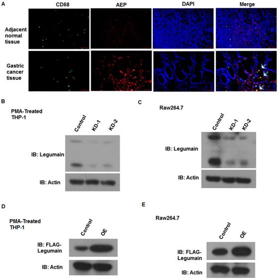 Int J Biol Sci Image