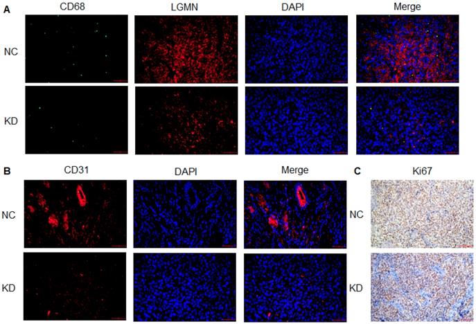 Int J Biol Sci Image