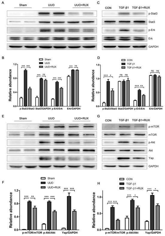 Int J Biol Sci Image