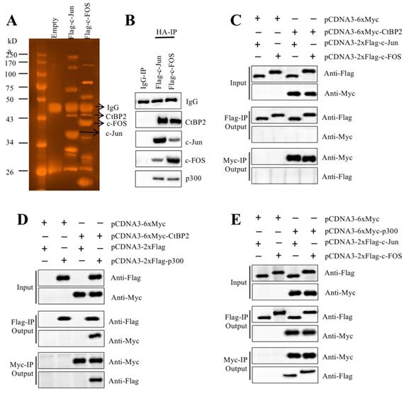 Int J Biol Sci Image