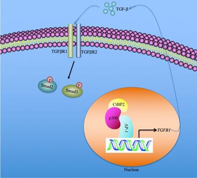 Int J Biol Sci Image