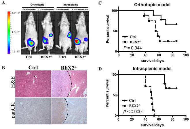 Int J Biol Sci Image