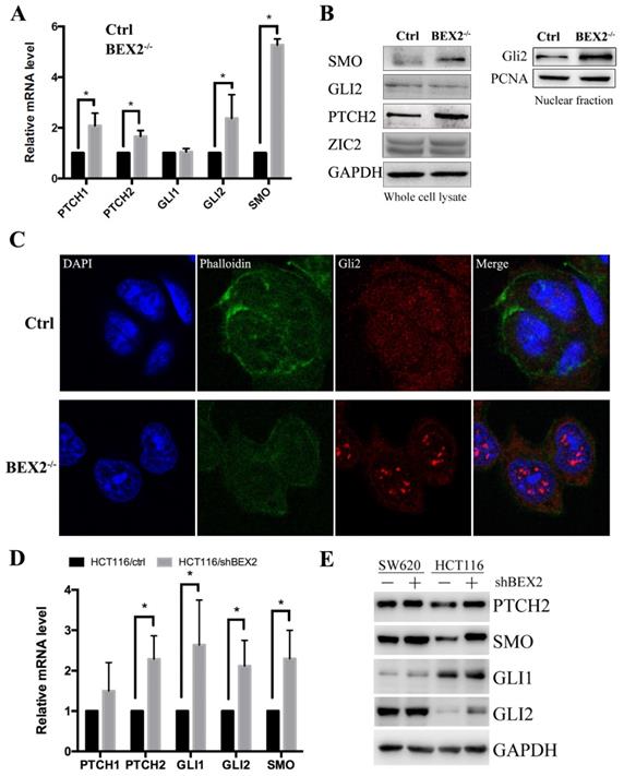 Int J Biol Sci Image