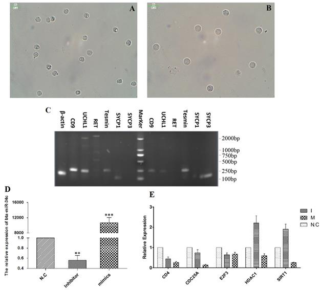 Int J Biol Sci Image