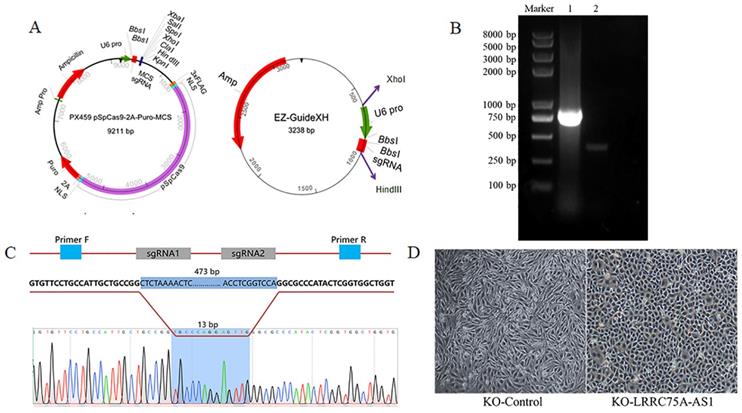 Int J Biol Sci Image