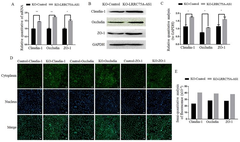 Int J Biol Sci Image