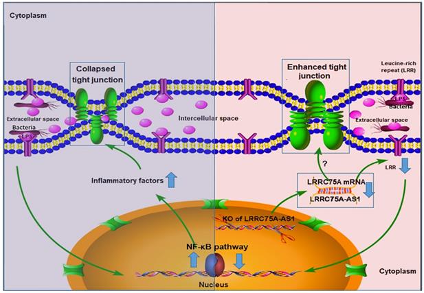 Int J Biol Sci Image