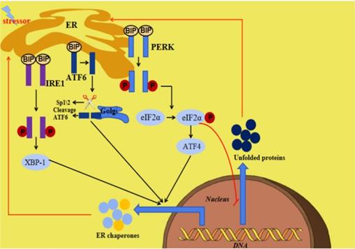 Int J Biol Sci Image