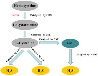 Int J Biol Sci Image