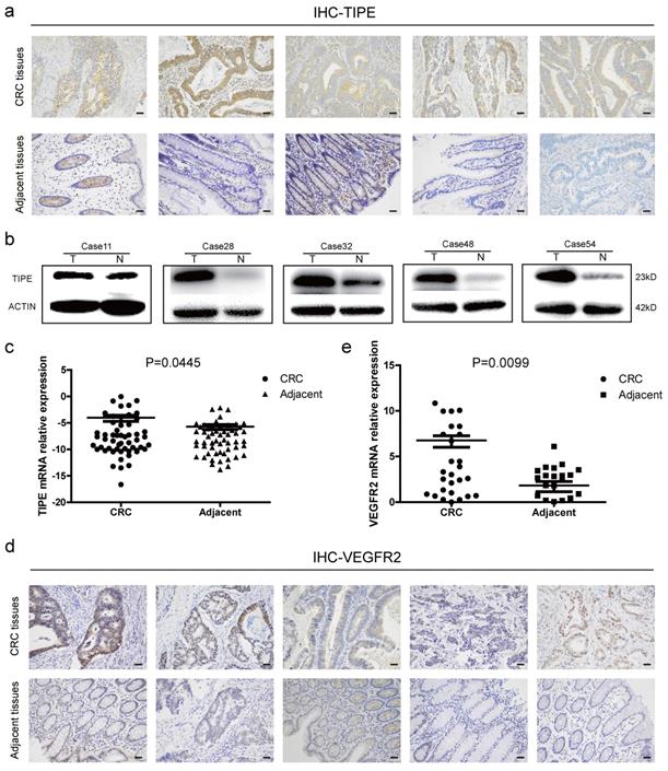 Int J Biol Sci Image