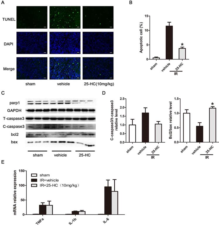 Int J Biol Sci Image