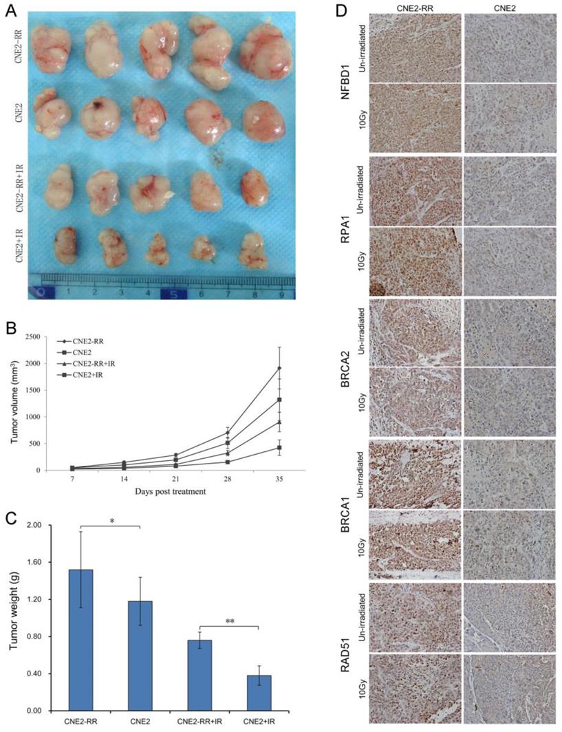 Int J Biol Sci Image