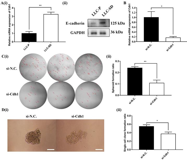 Int J Biol Sci Image