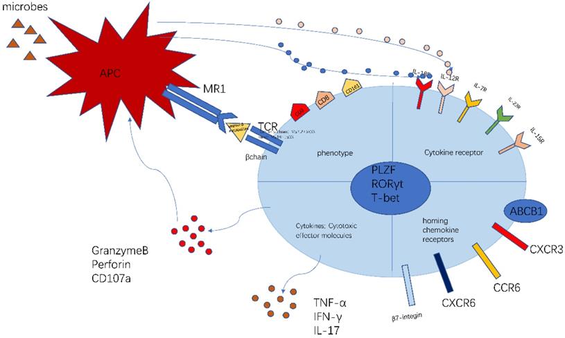 Int J Biol Sci Image