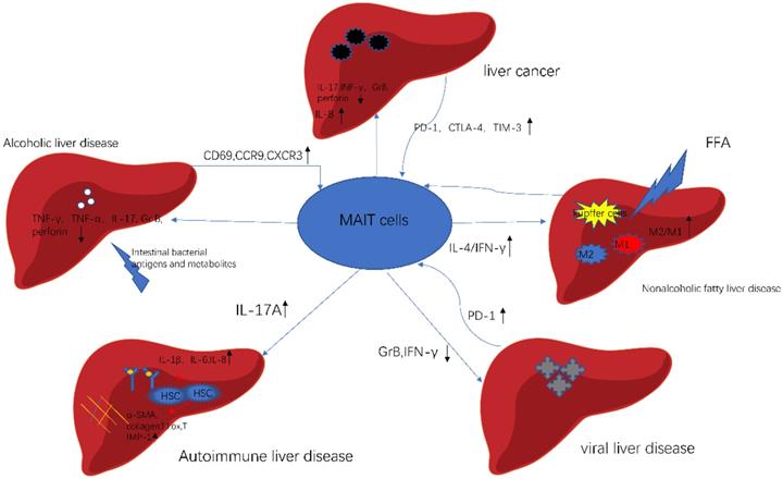 Int J Biol Sci Image