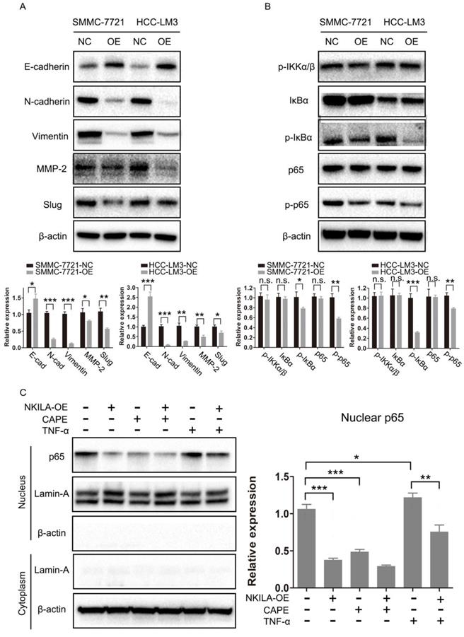 Int J Biol Sci Image