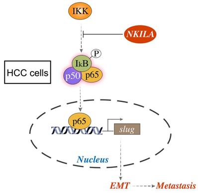 Int J Biol Sci Image