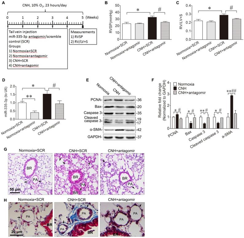 Int J Biol Sci Image