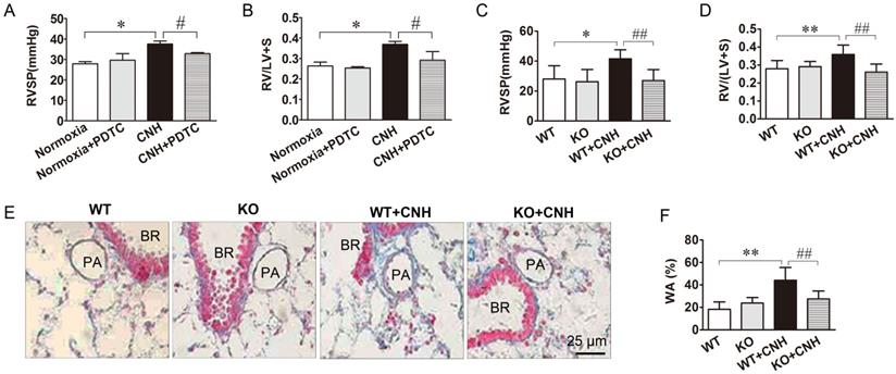 Int J Biol Sci Image