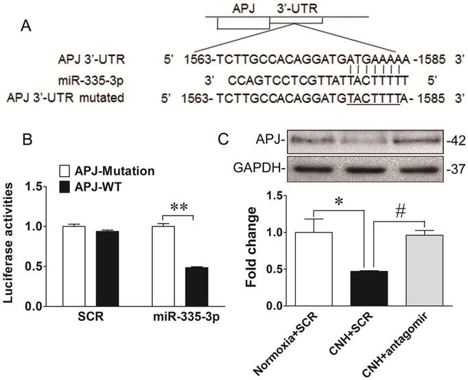 Int J Biol Sci Image