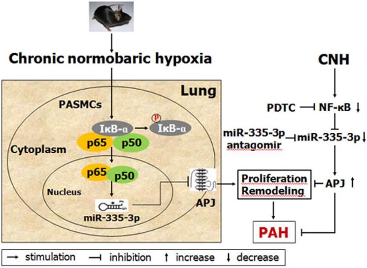 Int J Biol Sci Image