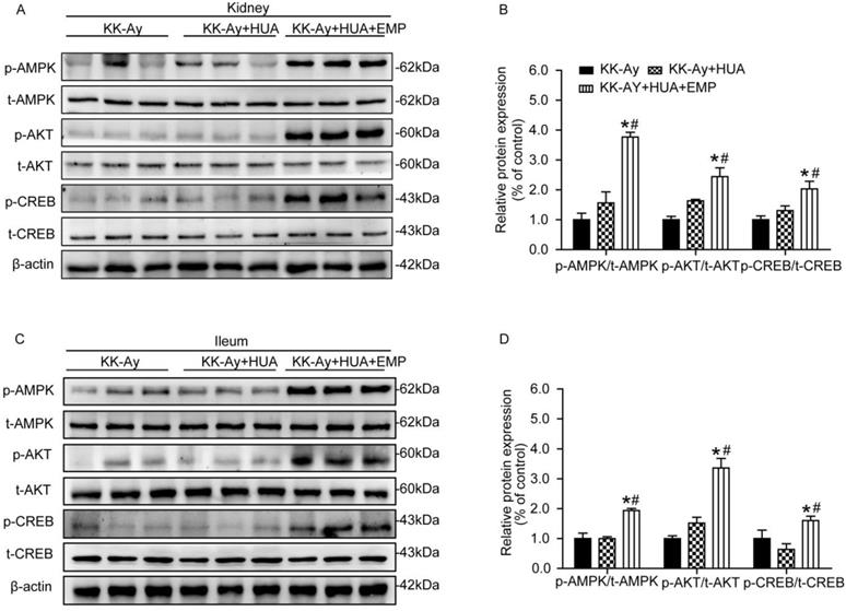 Int J Biol Sci Image