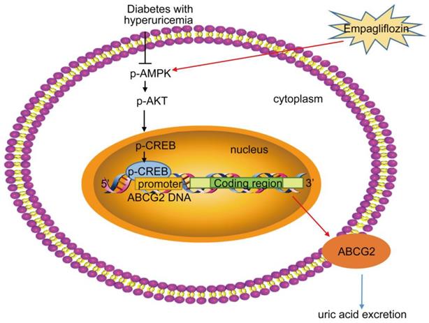 Int J Biol Sci Image