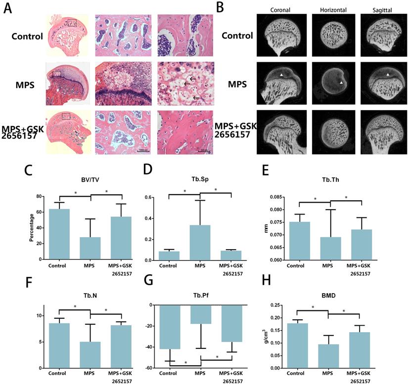 Int J Biol Sci Image