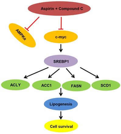 Int J Biol Sci Image