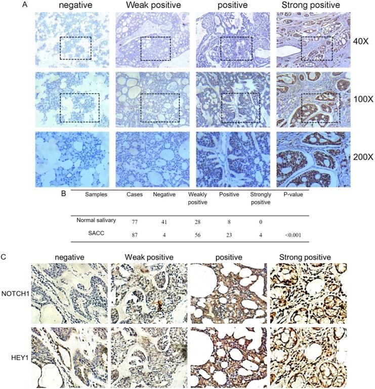 Int J Biol Sci Image