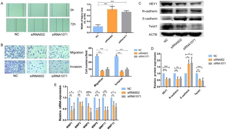 Int J Biol Sci Image