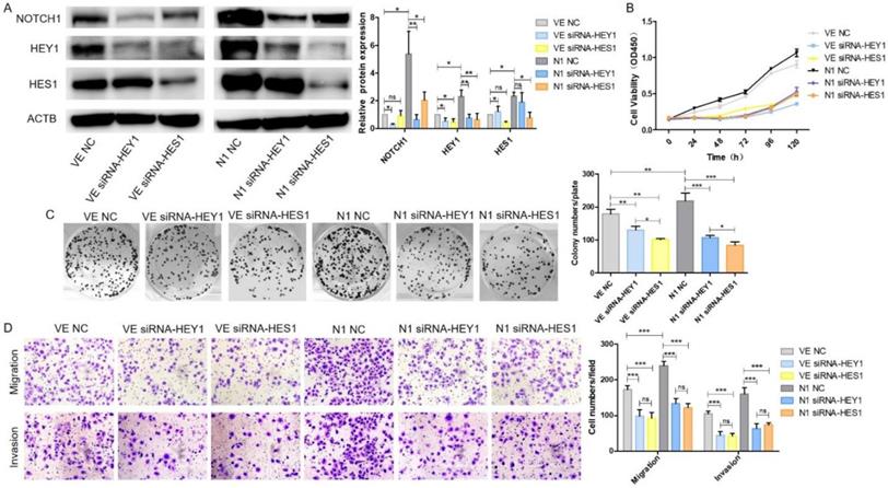 Int J Biol Sci Image