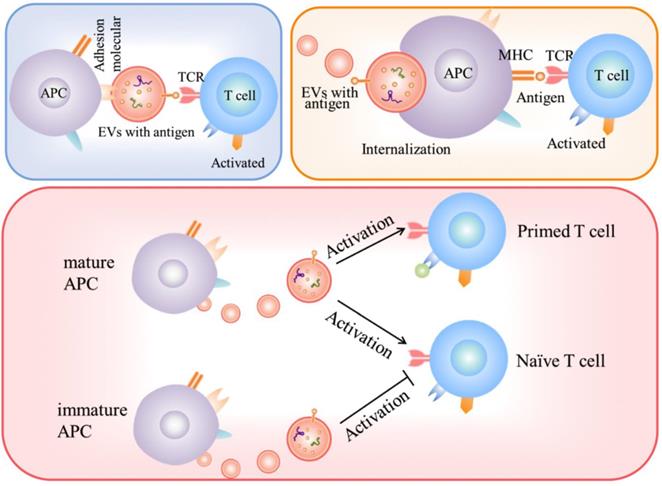 Int J Biol Sci Image