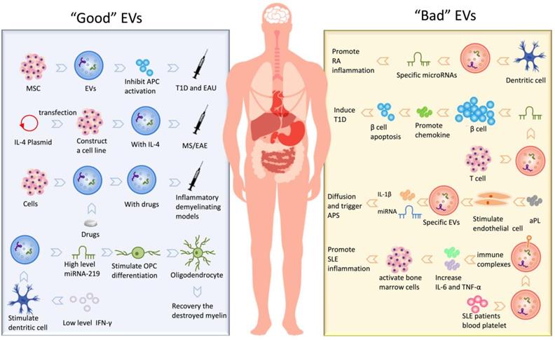 Int J Biol Sci Image