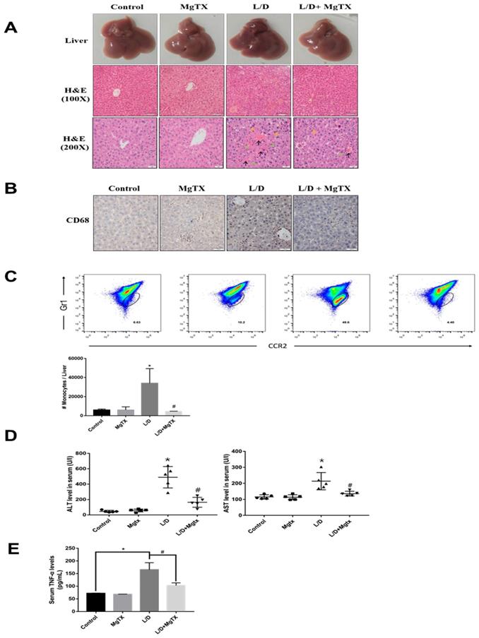 Int J Biol Sci Image