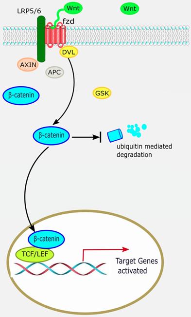 Int J Biol Sci Image