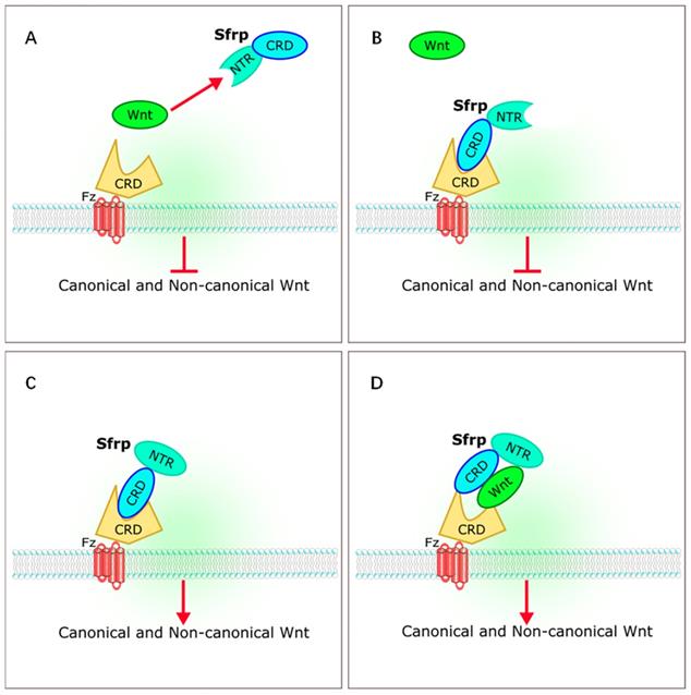 Int J Biol Sci Image