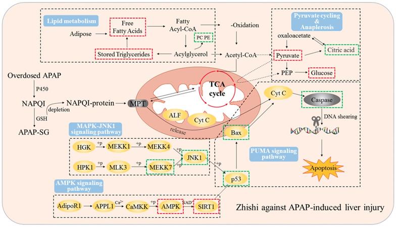 Int J Biol Sci Image