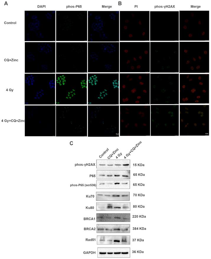 Int J Biol Sci Image