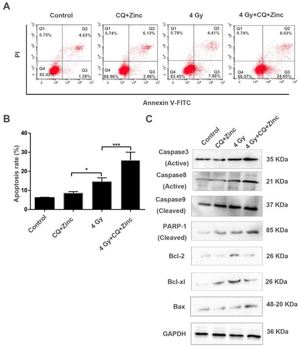 Int J Biol Sci Image