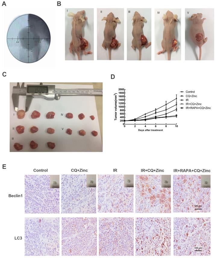 Int J Biol Sci Image