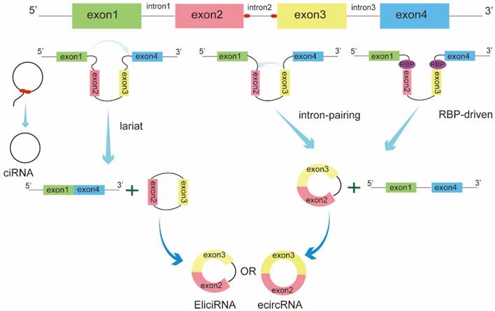 Int J Biol Sci Image