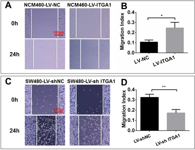 Int J Biol Sci Image