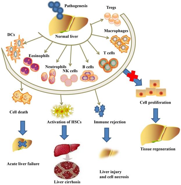 Int J Biol Sci Image