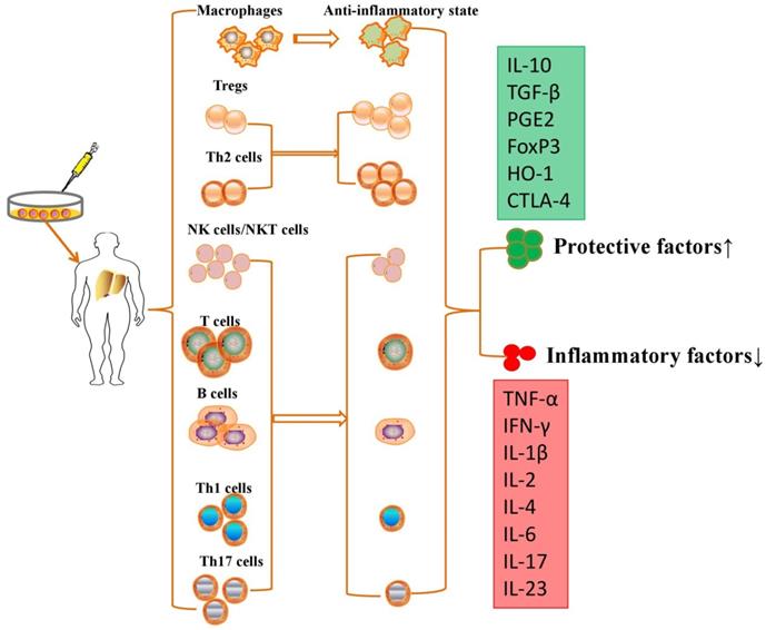 Int J Biol Sci Image