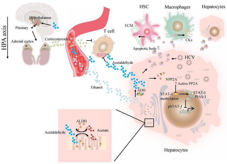 Int J Biol Sci Image