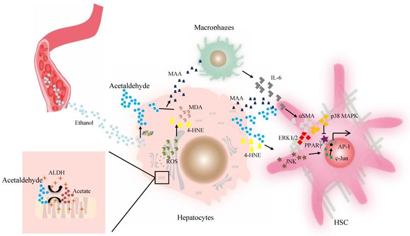 Int J Biol Sci Image