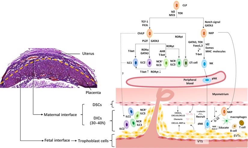 Int J Biol Sci Image